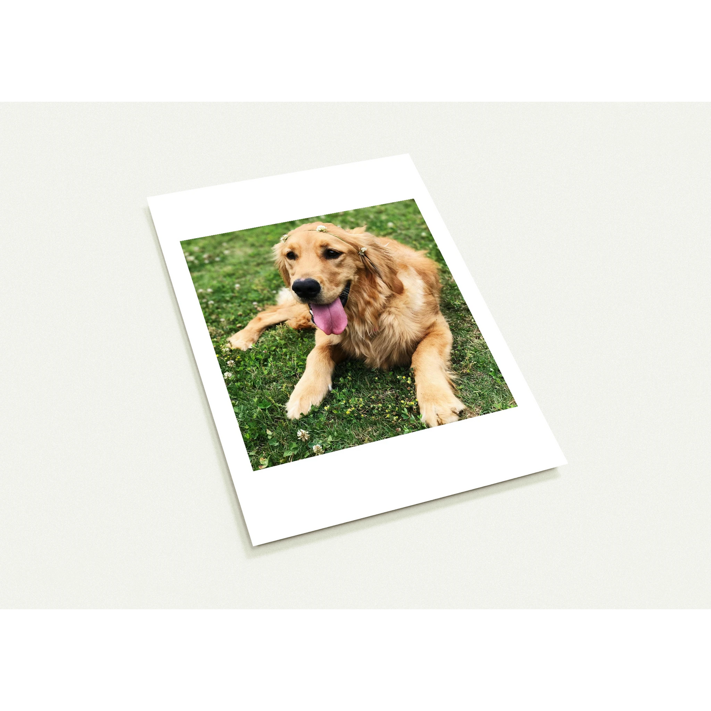 Custom Pet Postcards (Pack of 10) with a sample pet photo