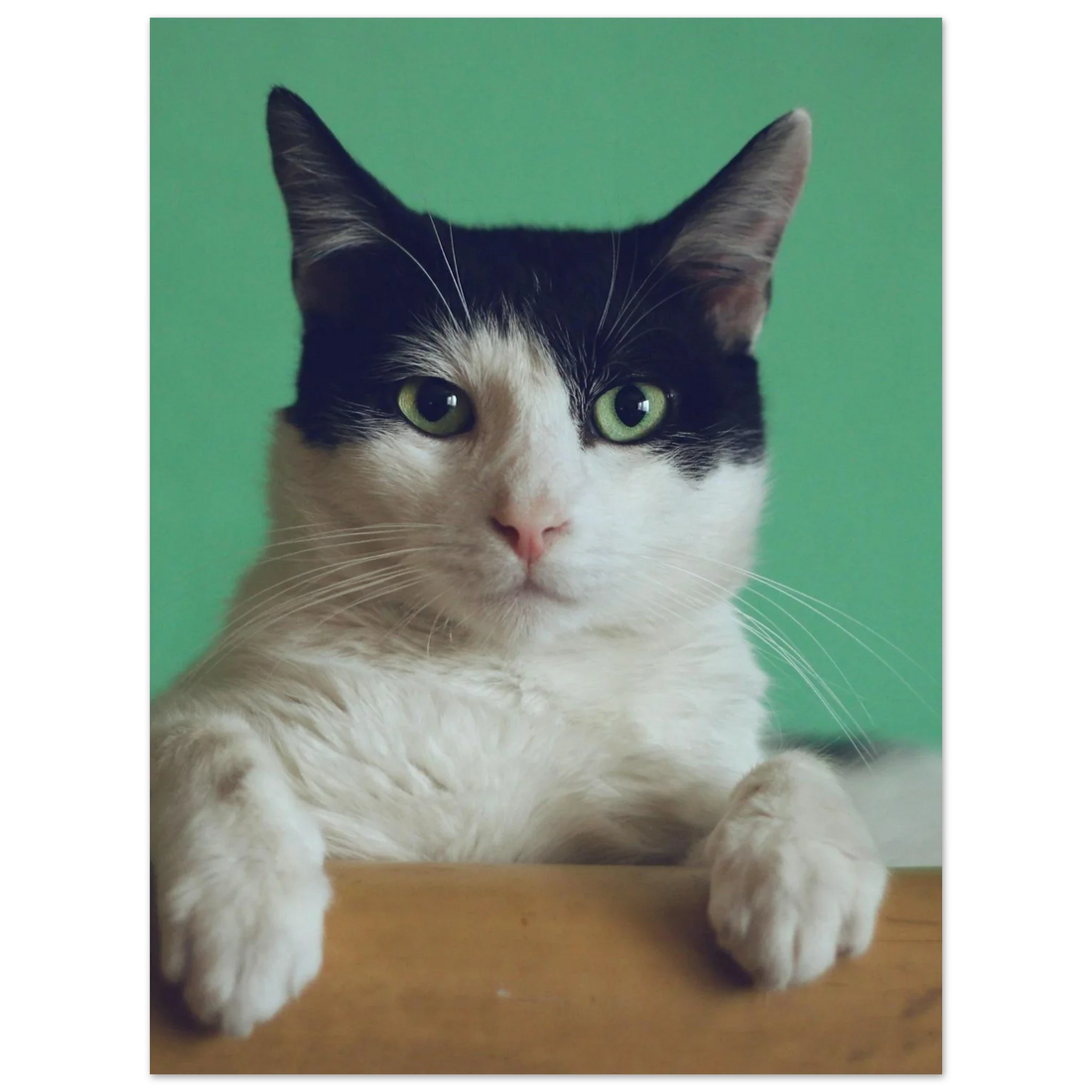 Custom cat portrait gift: a framed art print of a cat's photo, ears forward and mid-judgment, on a living room wall
