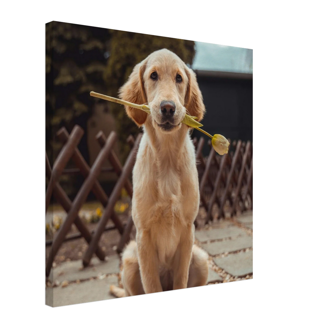Personalized pet memorial gift: a custom canvas print of a beloved dog for the wall