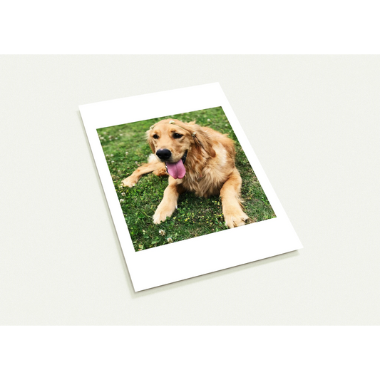 Custom Pet Postcards (Pack of 10) with a sample pet photo