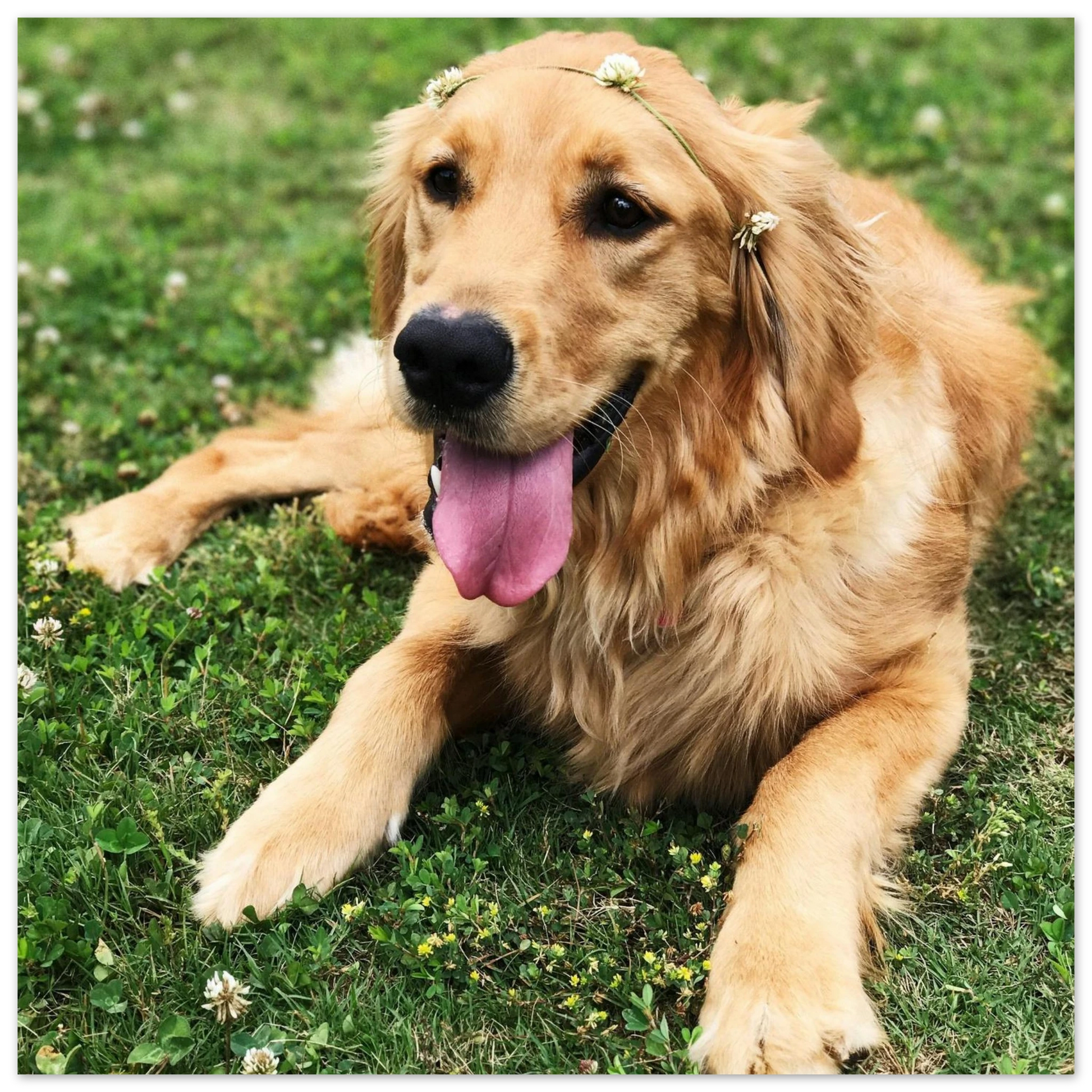 Custom Pet Metal Print with a sample pet photo, view 4