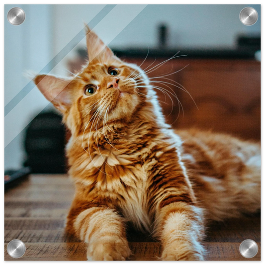 Custom Pet Acrylic Print with a sample pet photo, view 1
