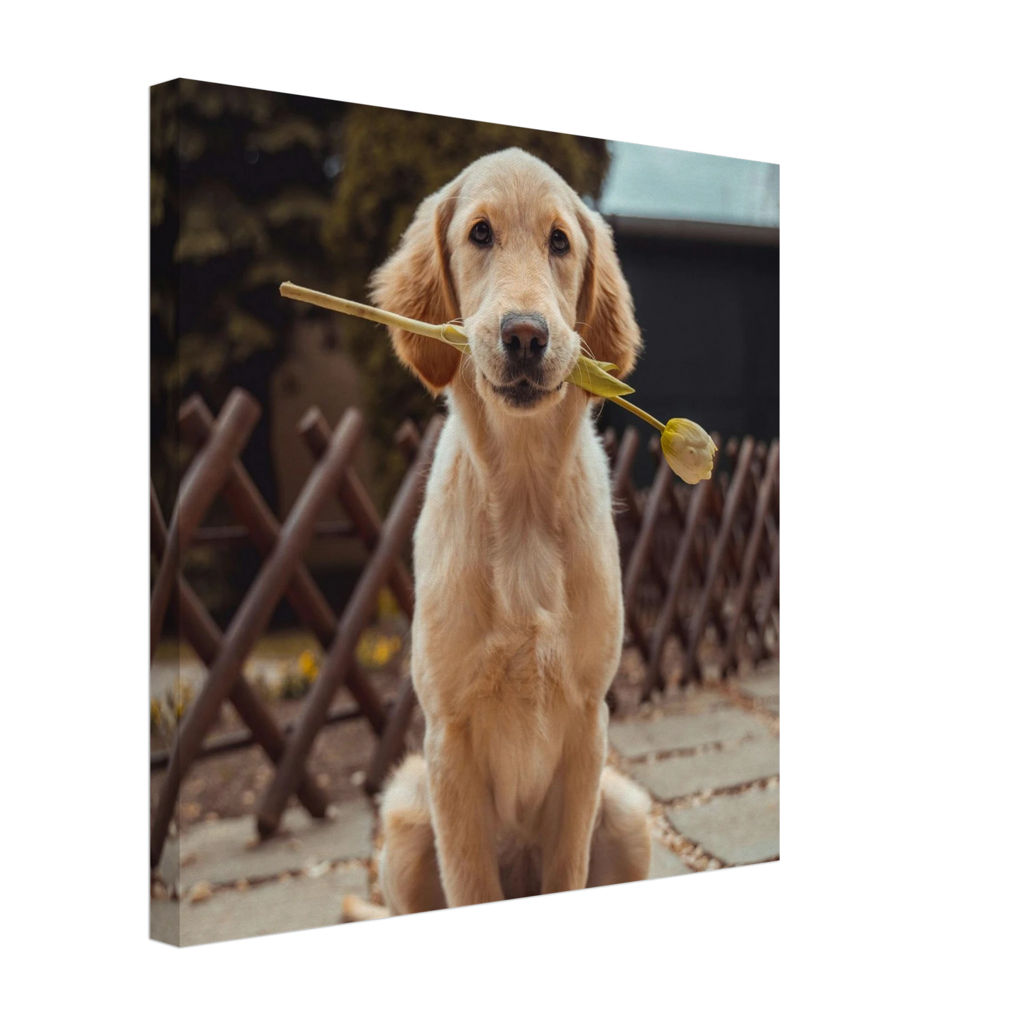 Custom Pet Canvas with a sample pet photo, view 2