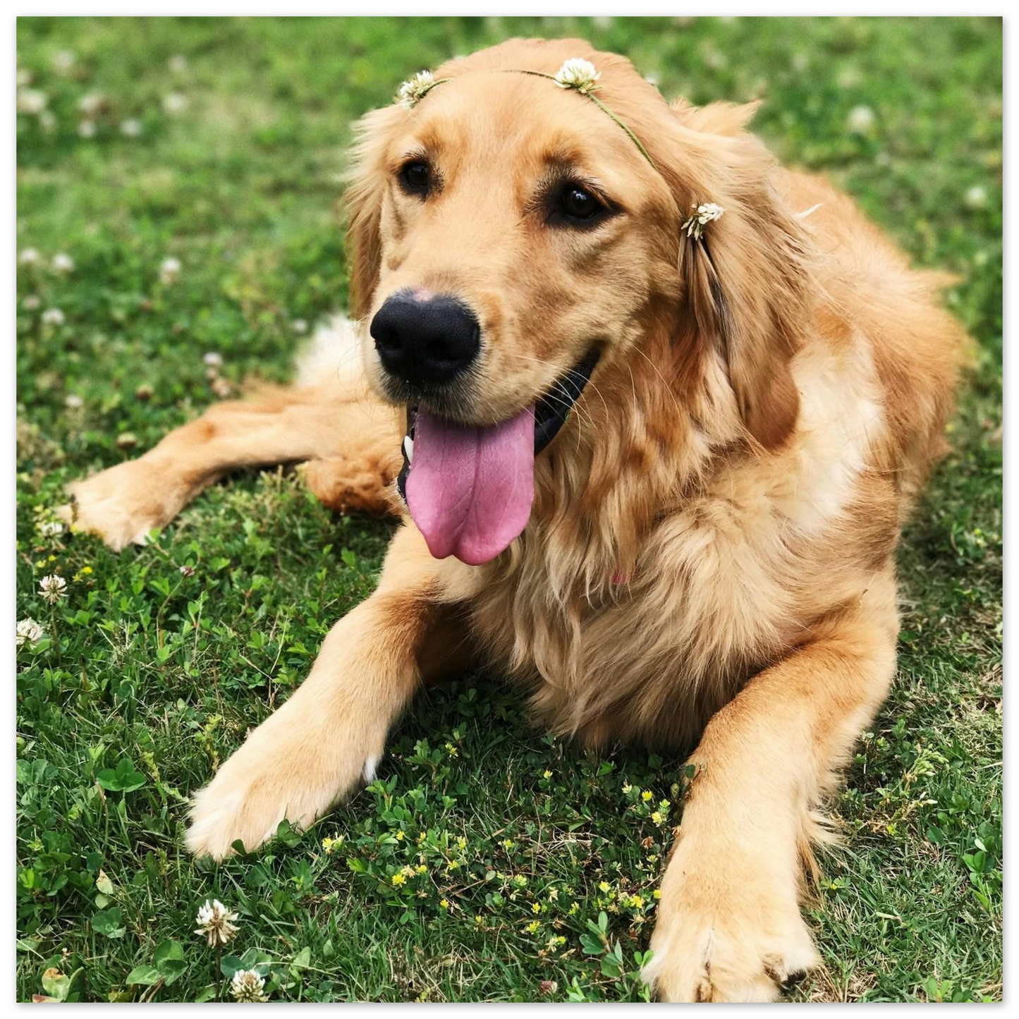 Custom Pet Metal Print with a sample pet photo, view 2