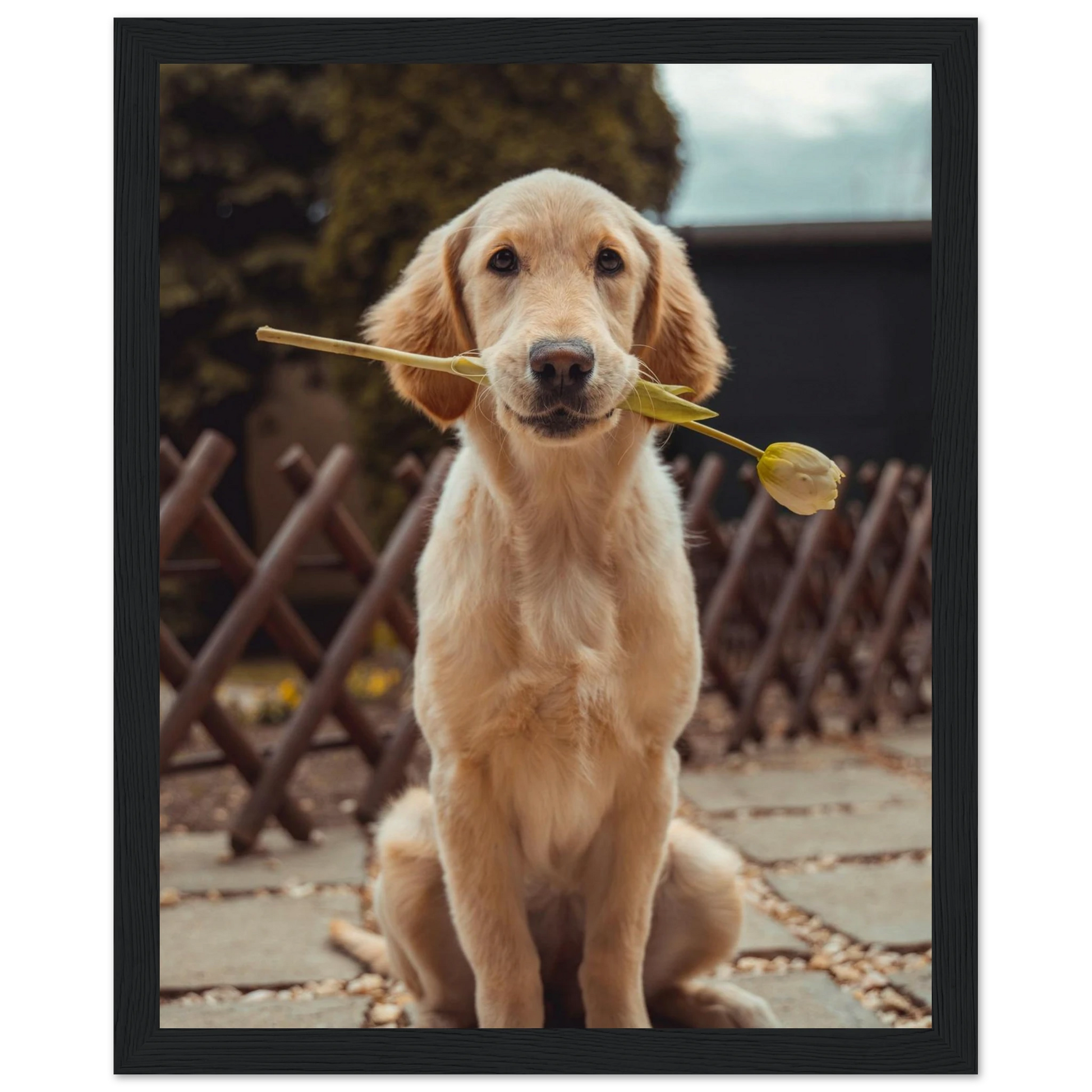 Custom Pet Framed Poster with a sample pet photo, view 1