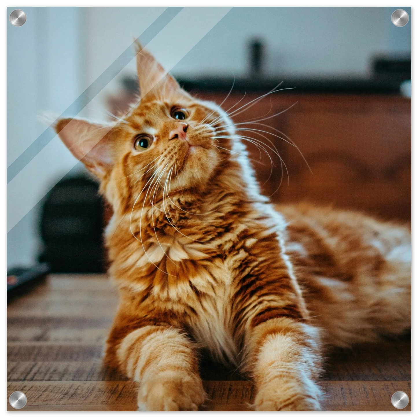 Custom Pet Acrylic Print with a sample pet photo, view 4