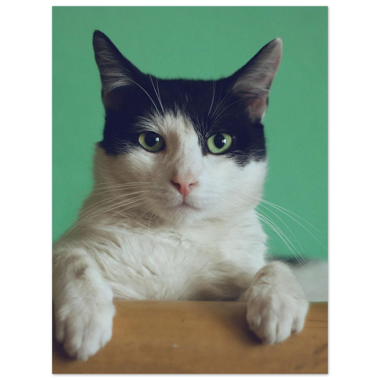 Custom Pet Art Print with a sample pet photo, view 1