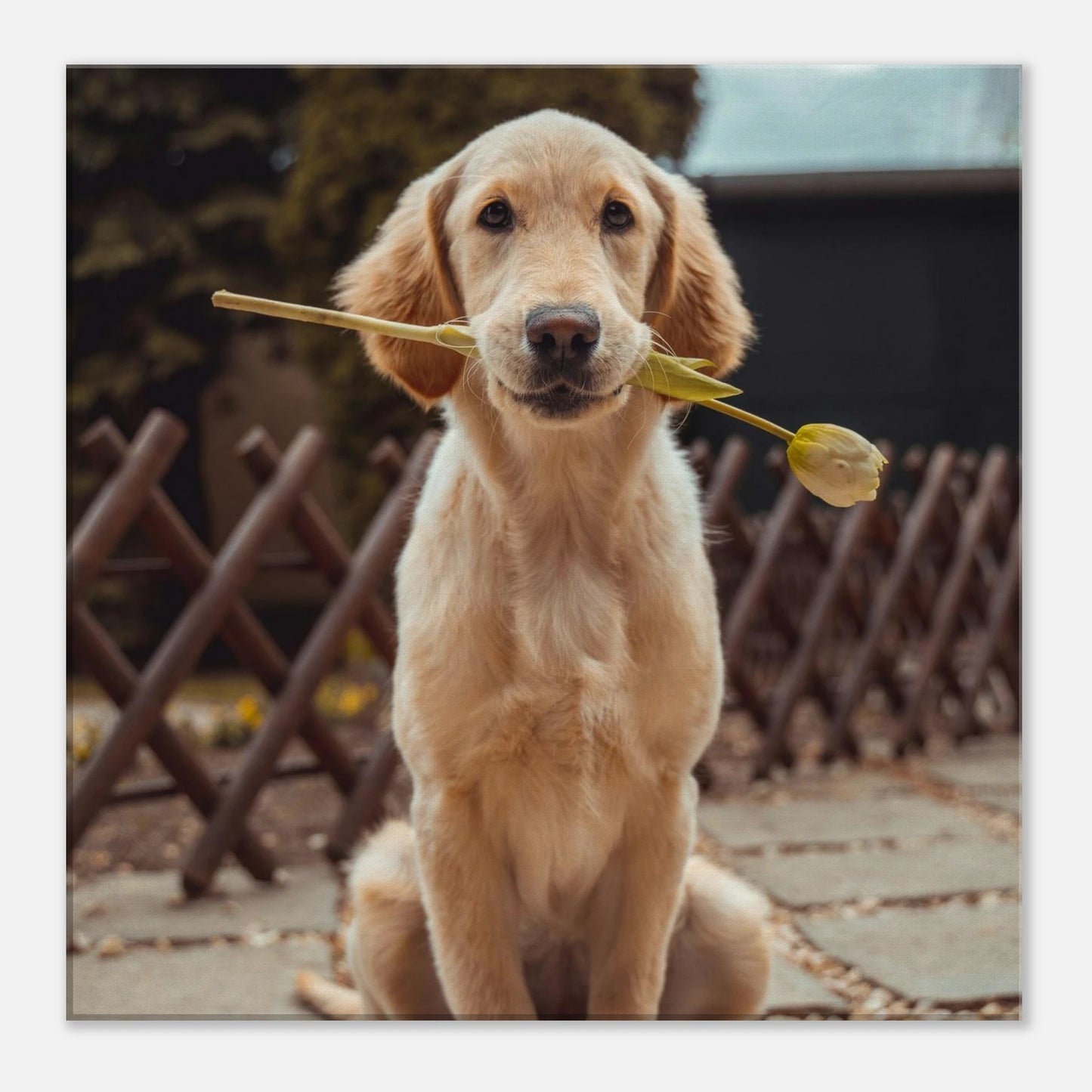 Custom Pet Canvas with a sample pet photo, view 7