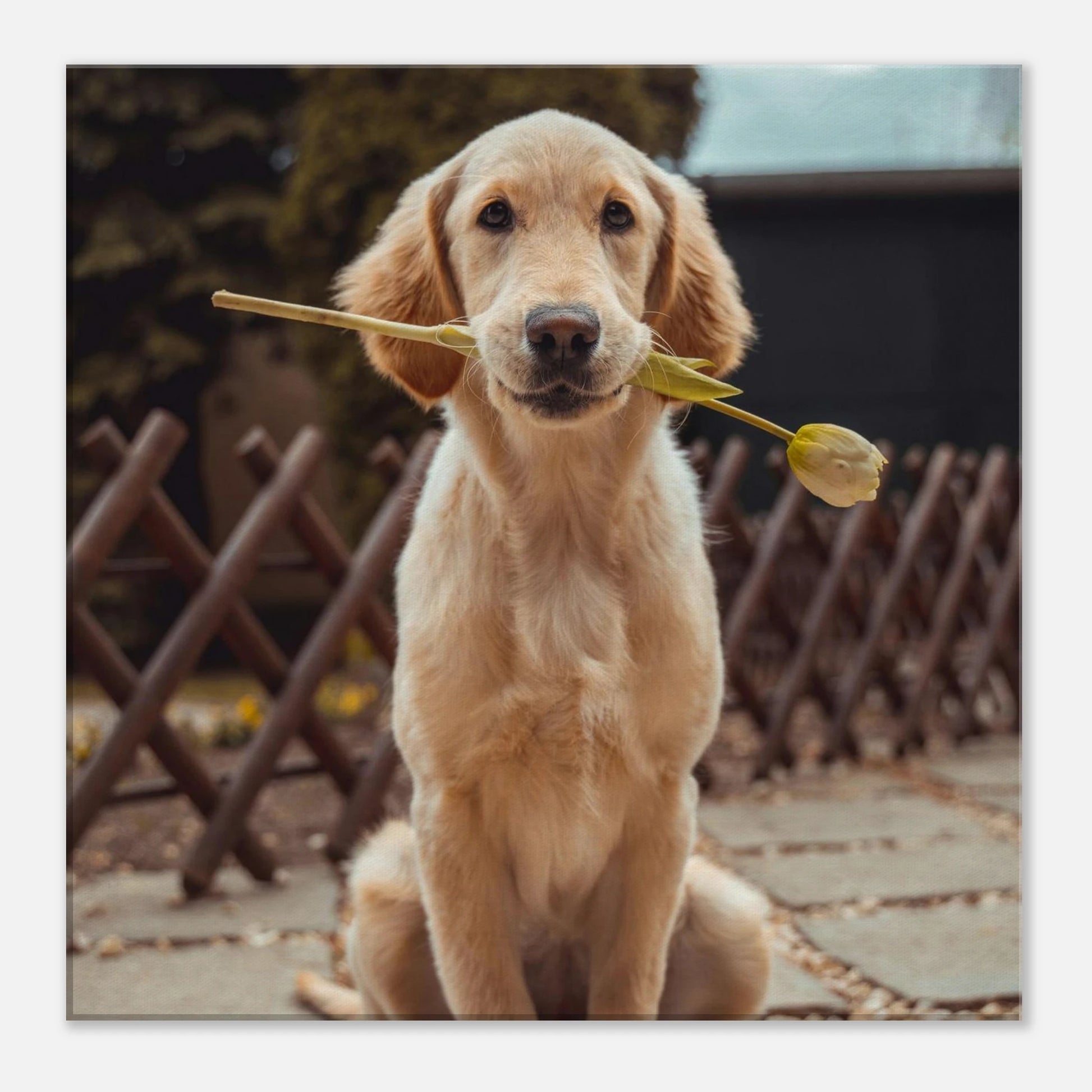 Custom Pet Canvas with a sample pet photo, view 7