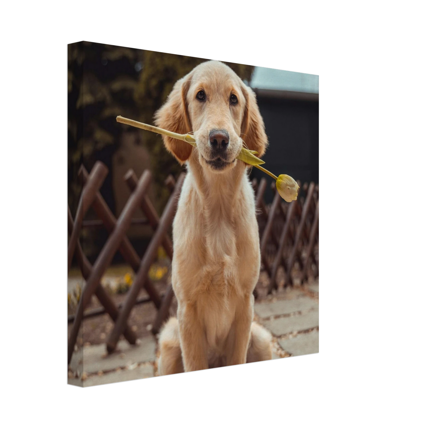 Custom Pet Canvas with a sample pet photo, view 4