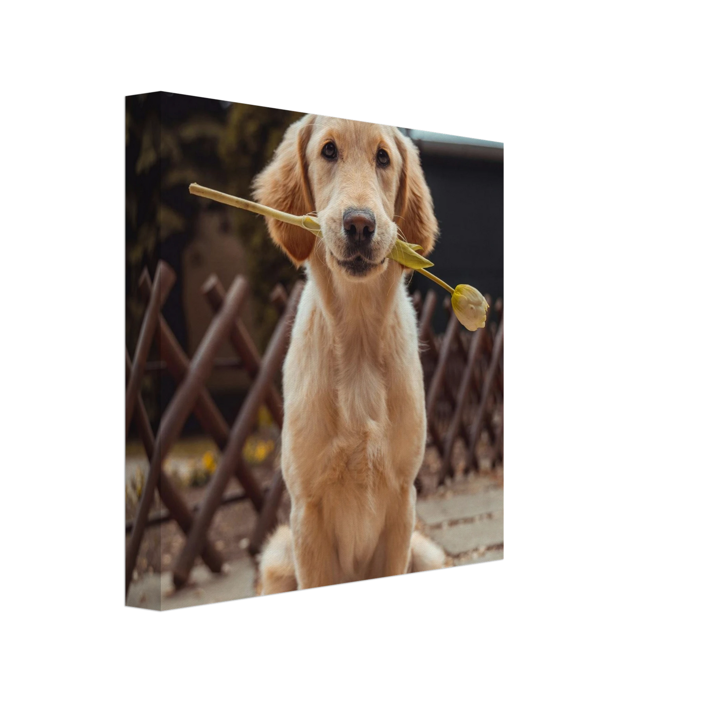 Custom Pet Canvas with a sample pet photo, view 3