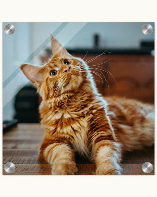 Custom Pet Acrylic Print with silver corner standoffs, shown with a sample photo of a ginger cat