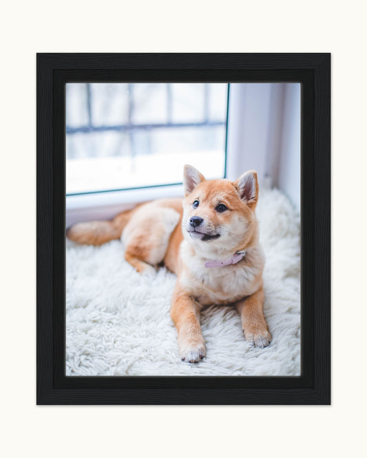 Custom Pet Framed Canvas in a black frame, shown with a sample photo of a shiba inu puppy