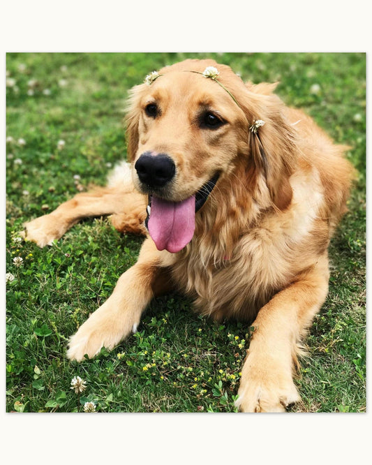 Custom Pet Metal Print shown with a sample photo of a golden retriever lying in the grass