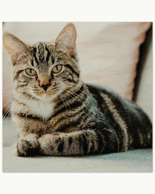 Custom Pet Wood Print shown with a sample photo of a tabby cat