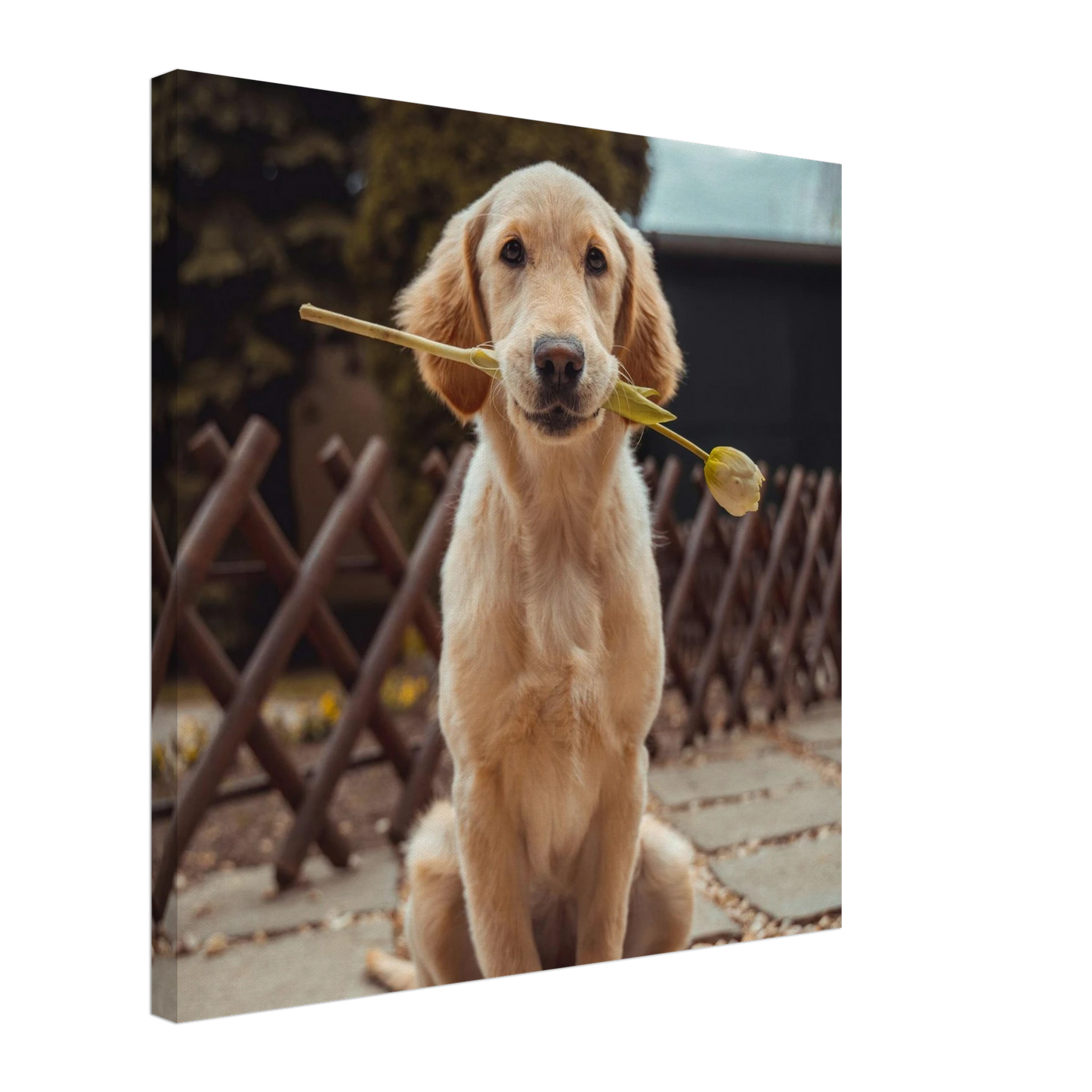 Custom Pet Canvas with a sample pet photo, view 1