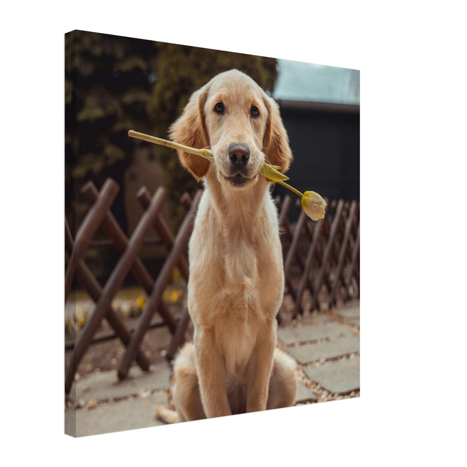 Custom Pet Canvas with a sample pet photo, view 1