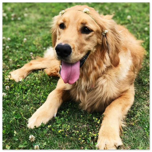Custom Pet Metal Print with a sample pet photo, view 1